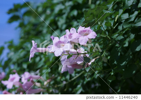 我的名字是Pink Ling Flower Nozen Kazura。 11446240