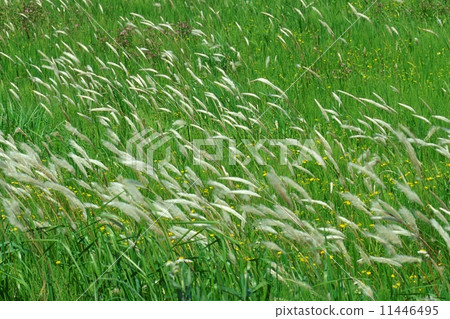 Prairie wind Prairie wind 11446495