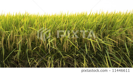Paddy Rice 11446611