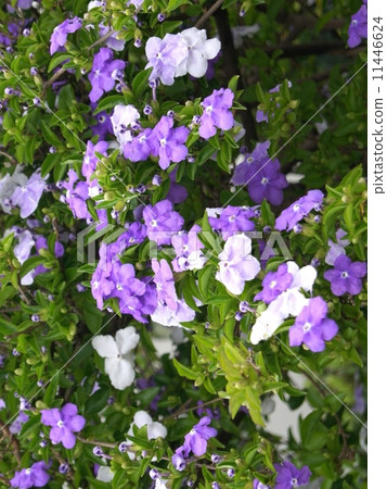 紫羅蘭色蛤蜊與紫羅蘭色變化 紫羅蘭色蛤蜊與紫羅蘭色變化 11446624