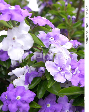 Violet clam with violet change Violet clam with violet change 11446630