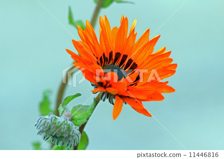 橙花 橙花 11446816