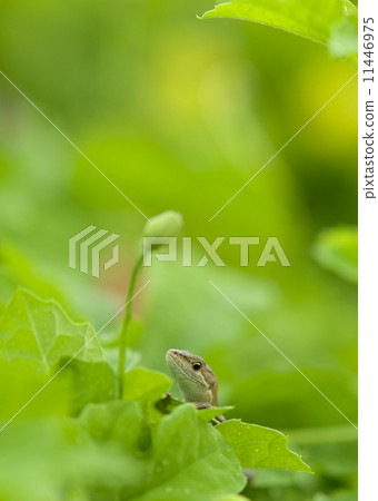 Legume of the Loofine Field 1 11446975