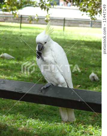 Kibatan of the Royal Botanical Garden Kibatan of the Royal Botanical Garden 11447149