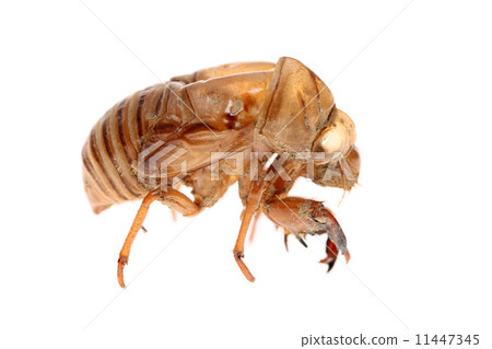 Cicada shell 11447345