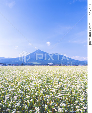 蕎麥萬代山 蕎麥萬代山 11447385