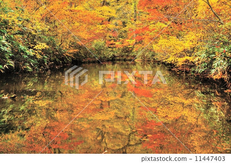 Kinu autumn red mizusawa 11447403