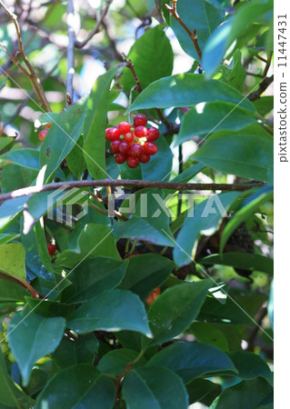 我的名字是Kanekaze Saekazura。水果比花更美麗。 我的名字是Kanekaze Saekazura。水果比花更美麗。 11447431