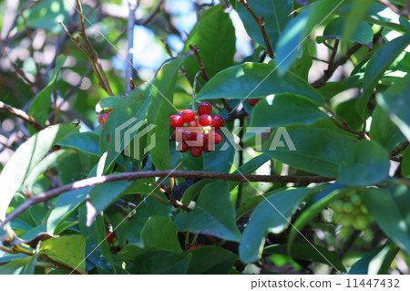 我的名字是Kanekaze Saekazura。水果比花更美麗。 我的名字是Kanekaze Saekazura。水果比花更美麗。 11447432