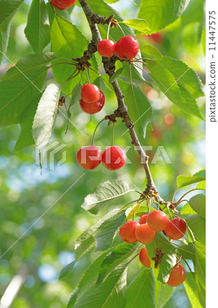 櫻桃種植園 11447575