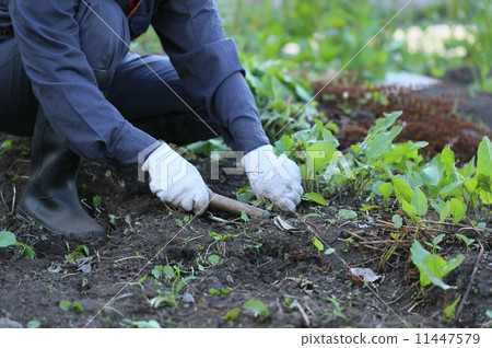 Mowing Mowing 11447579