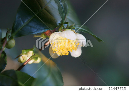 Tea flower It is a cute flower round. 11447715