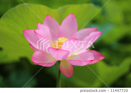 Gogenji蓮花Oga 11447720