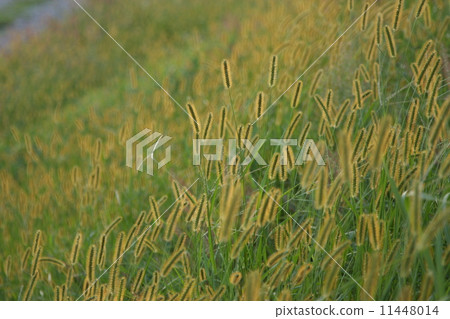 Setaria viridis 11448014