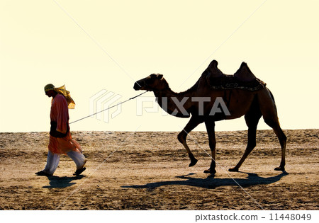 Cameleer Cameleer 11448049