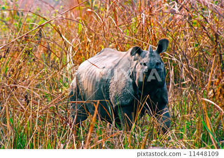 野生印第安雨（奇旺國家公園/尼泊爾） 11448109