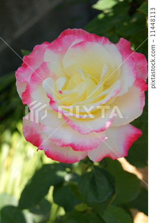 Rose: Double light Rose: Double light 11448113