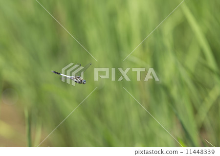 Shiokaratombo 11448339