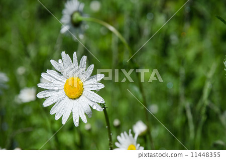 Daisy with water drops Daisy with water drops 11448355