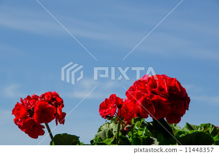 Red geraniums Red geraniums 11448357