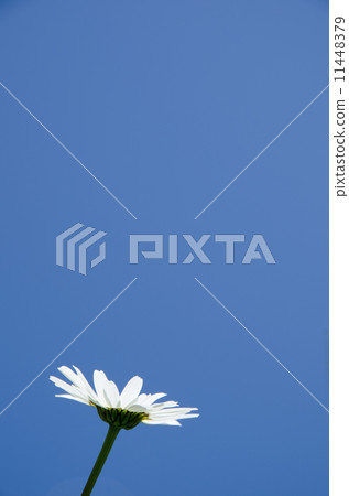 Daisy at blue sky Daisy at blue sky 11448379