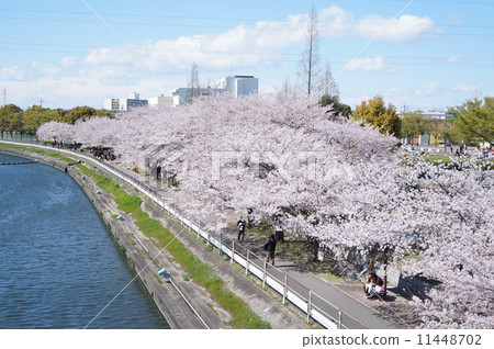 排櫻桃樹 11448702