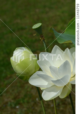 Shinyoren Shinyoren 11448759