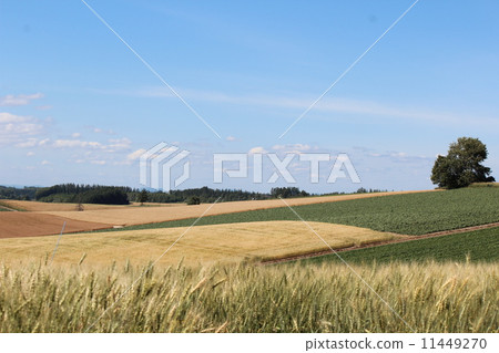 Biei no Oka Biei no Oka 11449270