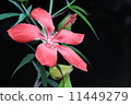 紅芙蓉 11449279