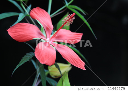 紅芙蓉 紅芙蓉 11449279