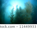 Sea Forest 11449933