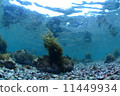 Shallow seaweed 11449934