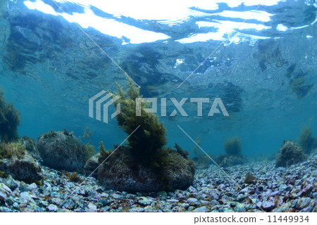 Shallow seaweed Shallow seaweed 11449934