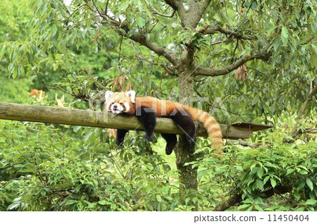 夏季batist紅熊貓 11450404