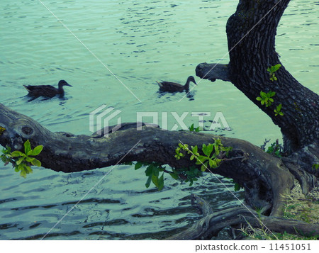 Duck on the surface 11451051