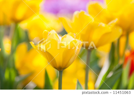 yellow tulips yellow tulips 11451063