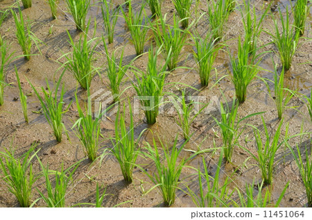 Rice planting 11451064