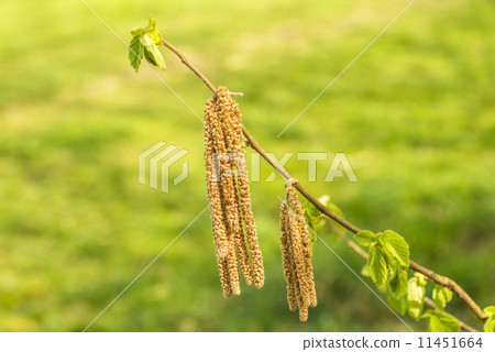 Hazelnut blossom with young leaves 11451664