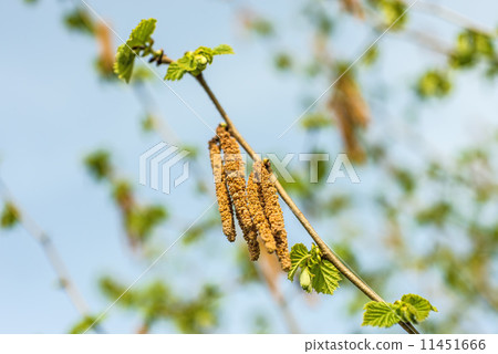 Hazelnut blossom with young leaves Hazelnut blossom with young leaves 11451666