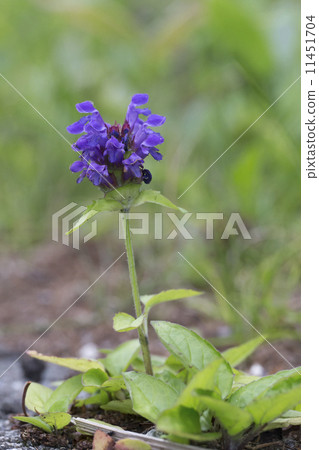 Rice Bogusa Rice Bogusa 11451704