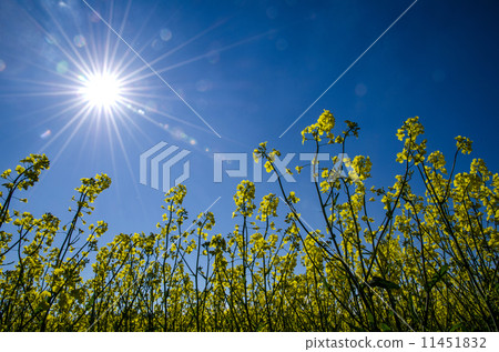 Sun over rape field Sun over rape field 11451832