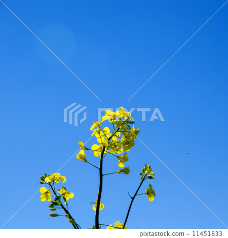 Yellow flower closeup Yellow flower closeup 11451833
