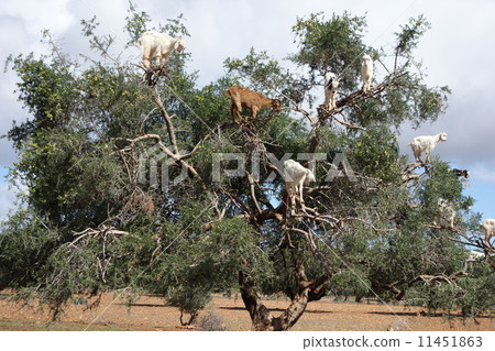 Explore Morocco 11451863