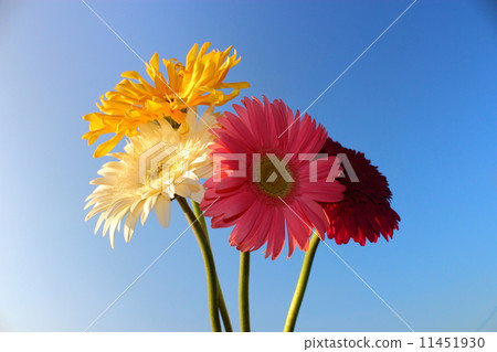 雛菊 11451930