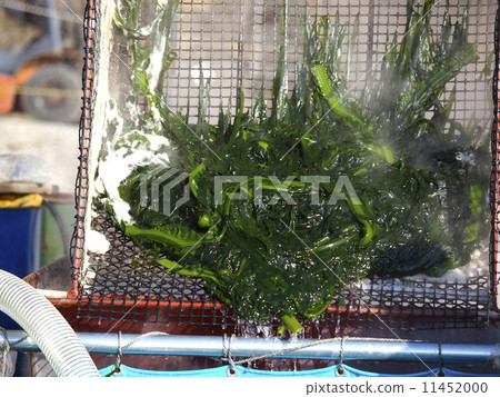 Watanabe Tanohata Watanabe Tanohata 11452000