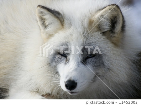 fox, head portrait, Zao Fox Village,  11452002