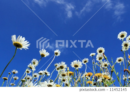 Blue sky and Margaret 11452145