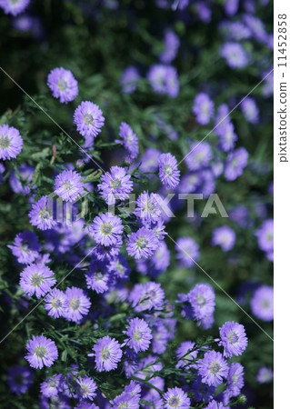 Also known as Peacock Aster peacock. Also known as Peacock Aster peacock. 11452858