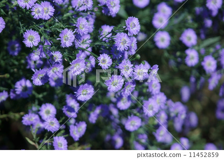 Also known as Peacock Aster peacock. 11452859