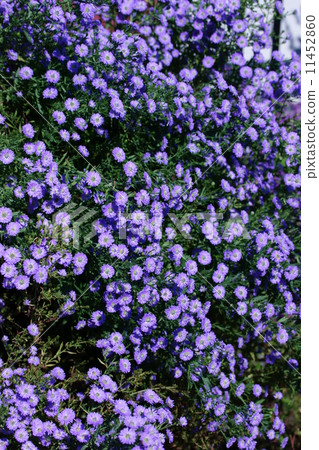 Also known as Peacock Aster peacock. 11452860